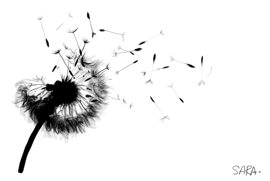 900x605 Dandelion Drawing Black And White - Black And White Dandelion Drawing