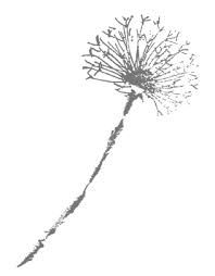 198x254 Huge Collection Of 'dandelion Black And White Drawing' Download - Black And White Dandelion Drawing