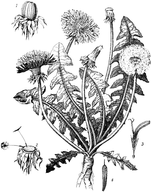 527x668 Vintage - Black And White Dandelion Drawing