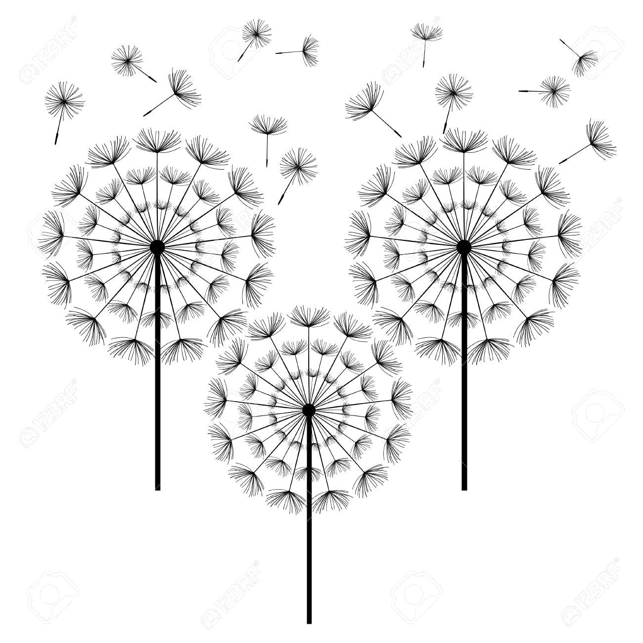 1300x1300 Black And White Dandelion Drawing At Getdrawings Com Free - Black And White Dandelion Drawing
