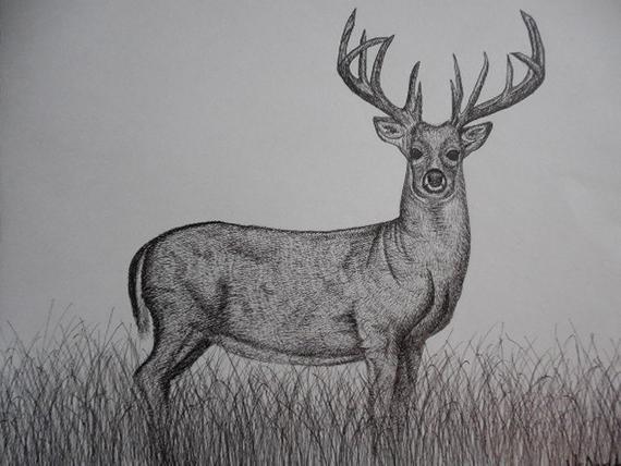 570x428 Original Pen And Ink Whitetail Deer Drawing Etsy - Black And White Deer Drawing