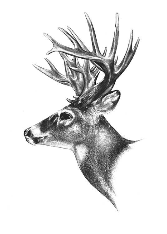 536x750 Posters Of Animals Poster With Nordic Animals - Black And White Deer Drawing