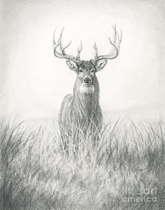236x300 Trophy Whitetail Drawing - Black And White Deer Drawing