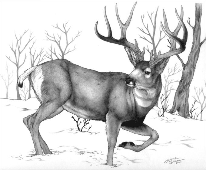 680x562 Free Deer Drawings Designs Free Premium Templates - Black And White Deer Drawing