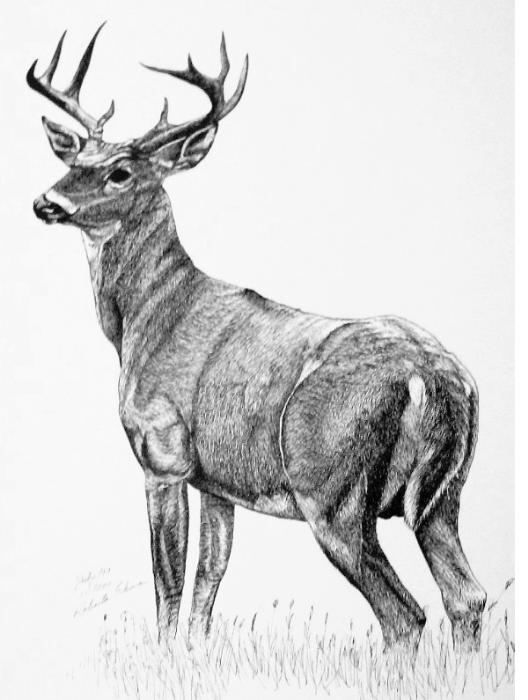 Black And White Deer Drawing at PaintingValley.com | Explore collection ...