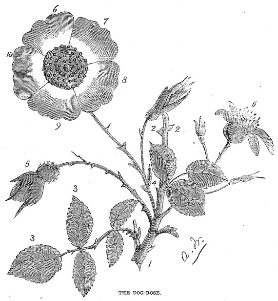 570x616 Fileblack And White Dog Rose Drawing - Black And White Dog Drawing