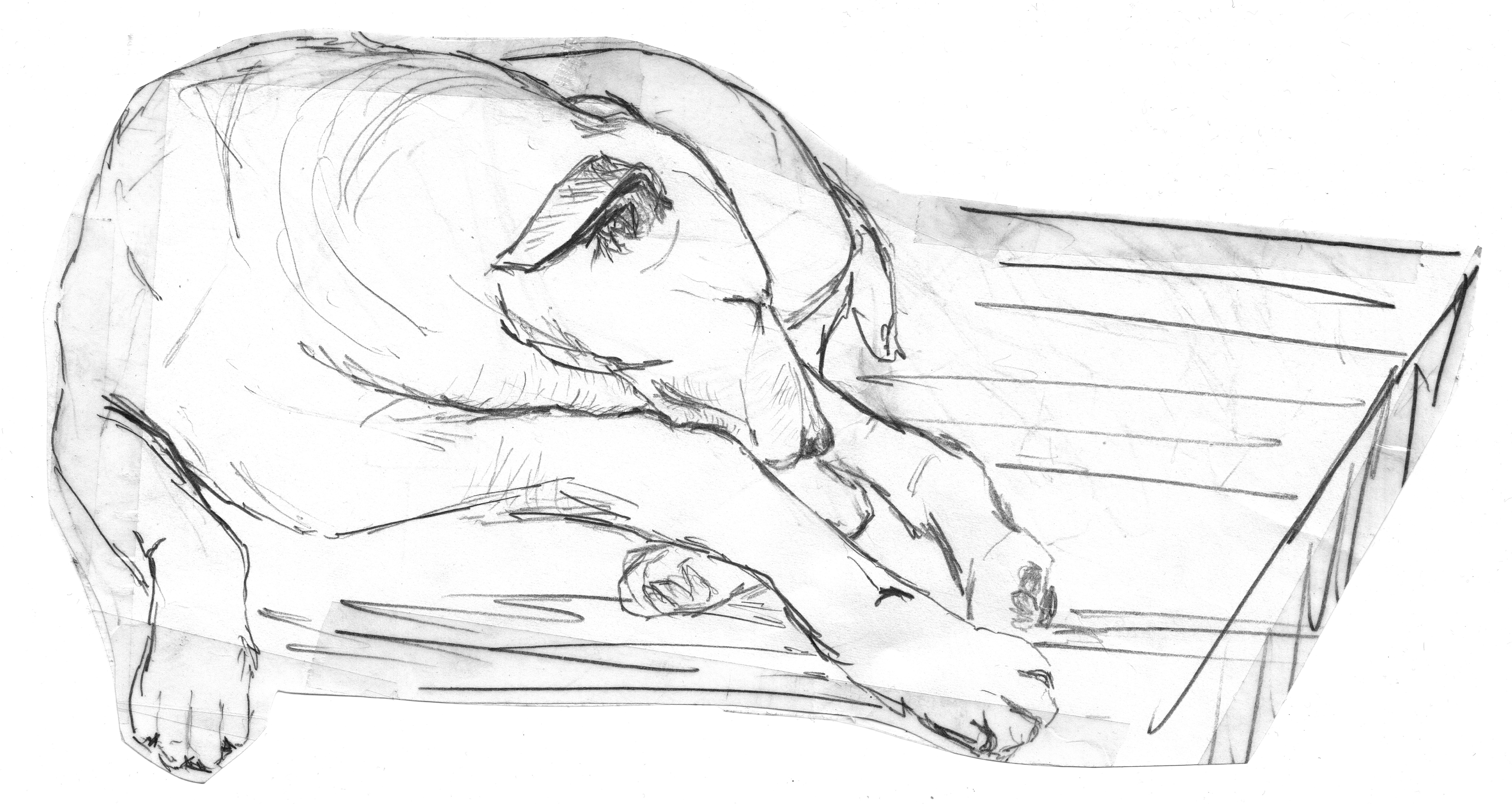 6152x3272 free images black and white, animal, pet, artwork, sleep - Black And White Dog Drawing