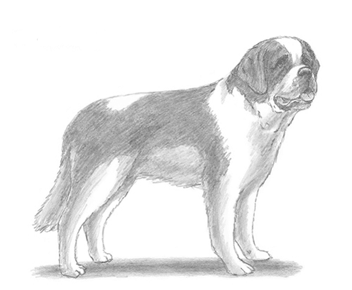 496x409 How To Draw Dogs - Black And White Dog Drawing