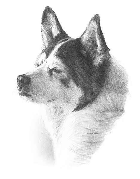 468x600 Mike Theuer - Black And White Dog Drawing