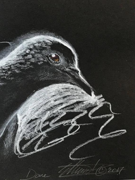 Black And White Dove Drawing