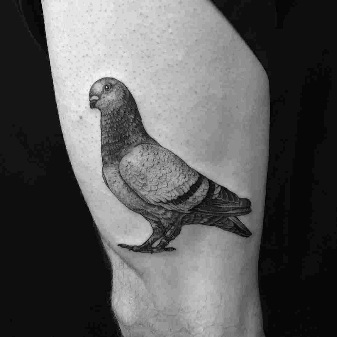 1106x1106 Realistic Black And White Dove Drawing - Black And White Dove Drawing
