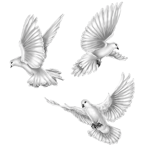 Three Splendid White Doves Tattoo Design - Black And White Dove Drawing. 
