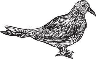 324x200 Black And White Dove Stock Vectors - Black And White Dove Drawing