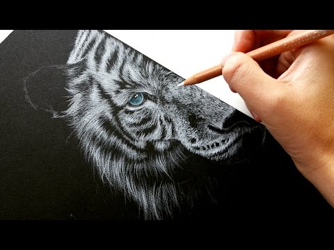 480x360 How To Draw White Fur On Black Paper Colored Pencil Leontine Van - Black And White Drawing Images