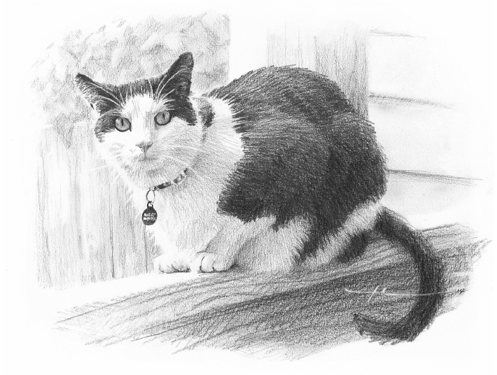 710x536 Black White Cat Memorial Drawing - Black And White Drawing Of A Cat