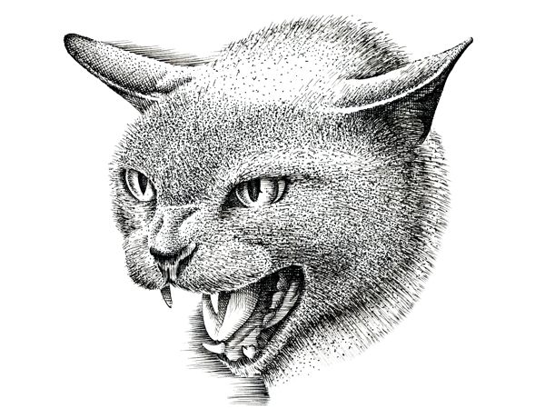 600x450 How To Draw A Cat - Black And White Drawing Of A Cat