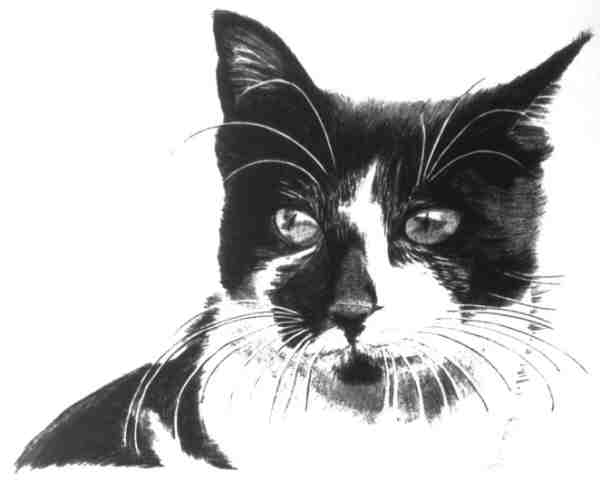 600x481 Ballpoint Pen Drawings - Black And White Drawing Of A Cat