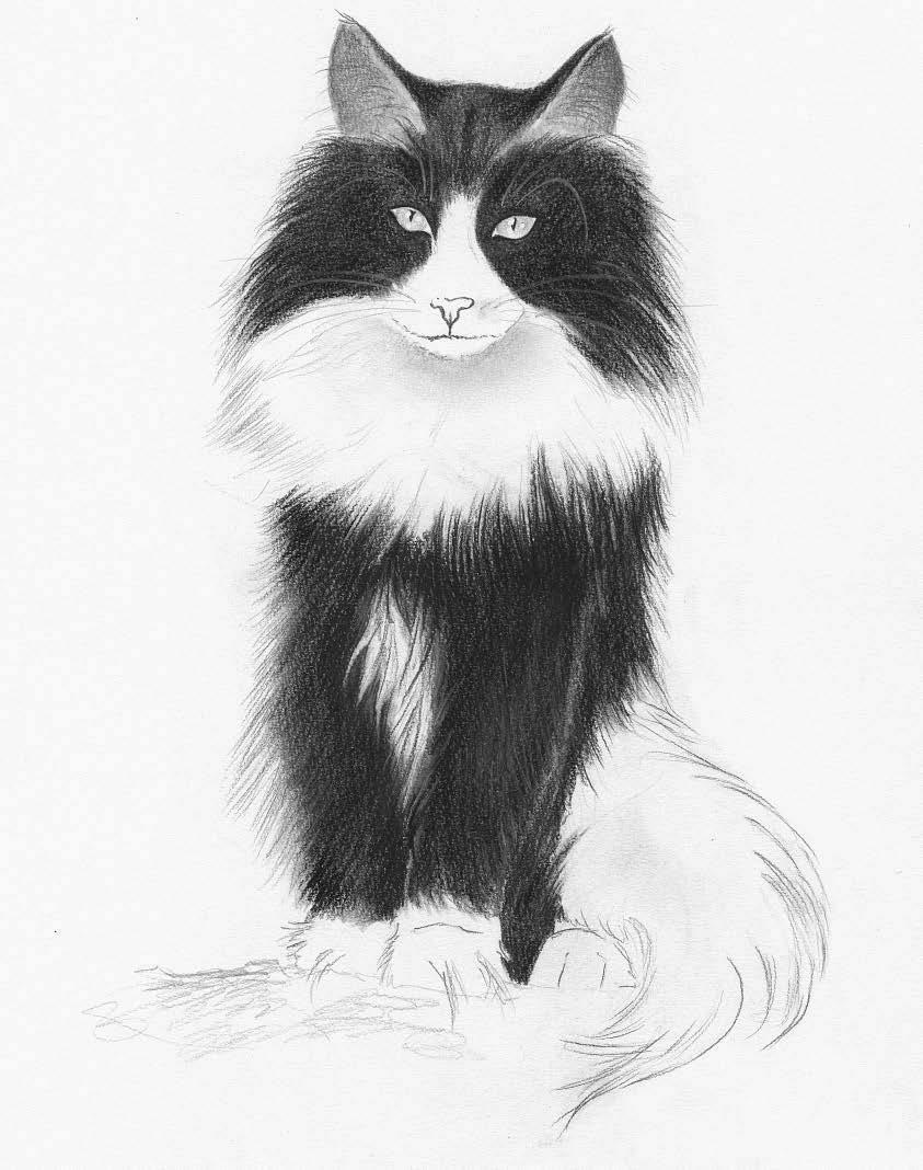 843x1068 Pencil Drawing Cats An Easy Step - Black And White Drawing Of A Cat