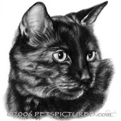 240x240 Picture Your Cat In A Hand Painted Pet Portrait - Black And White Drawing Of A Cat