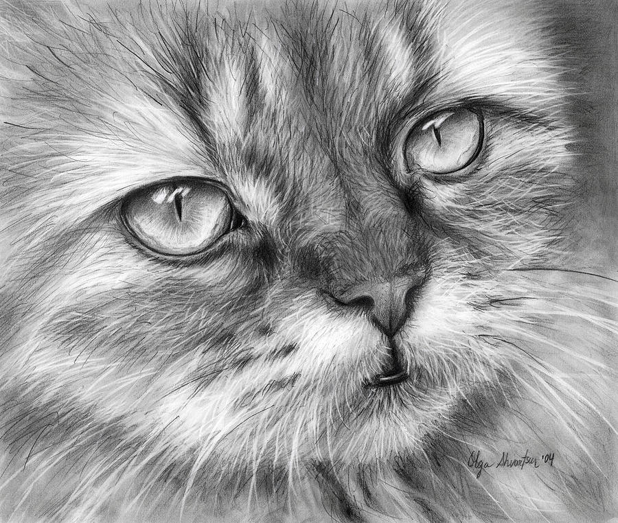 900x762 Black And White Drawings Fine Art America - Black And White Drawing Of A Cat
