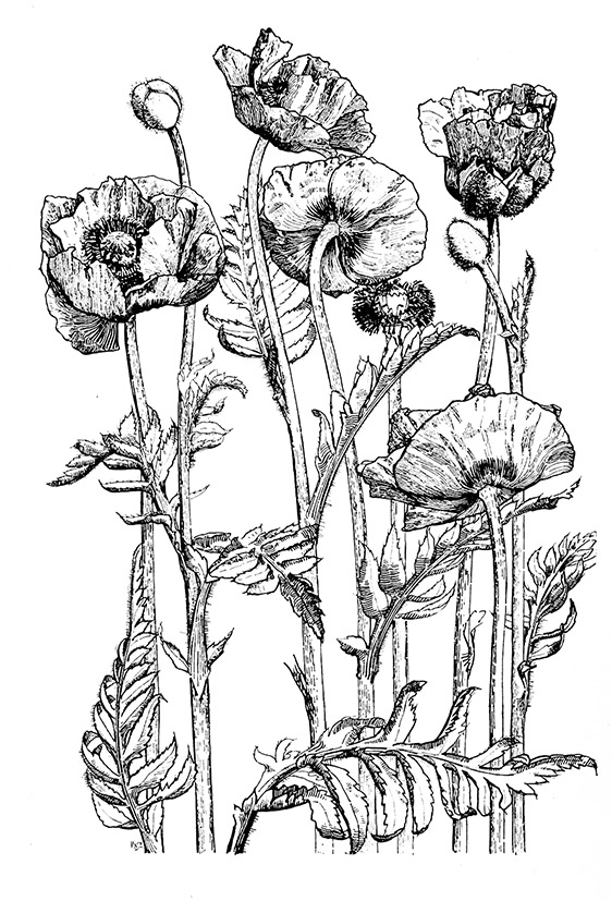 562x827 Flower Sketches - Black And White Drawing Of A Flower