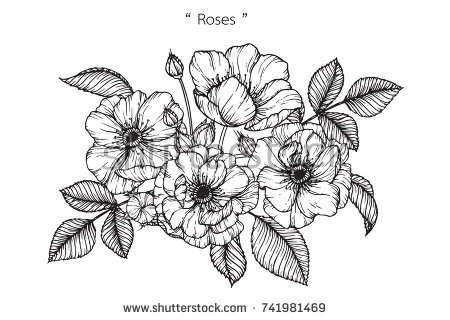 450x320 Black And White Flower Drawings - Black And White Drawing Of A Flower