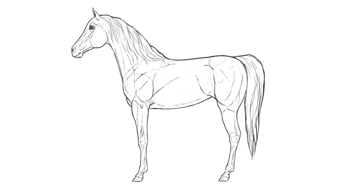 700x391 How To Draw Horses Step - Black And White Drawing Of A Horse