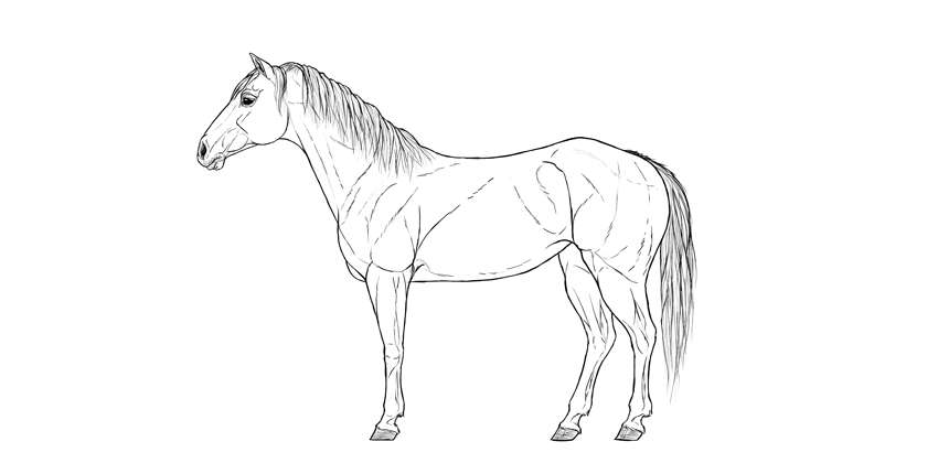 850x420 How To Draw A Horse Step - Black And White Drawing Of A Horse