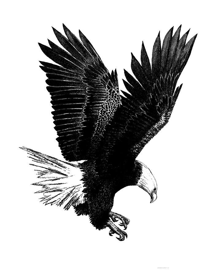 707x900 Bald Eagle Sketches And White With Pen And Ink Drawing - Black And White Eagle Drawing