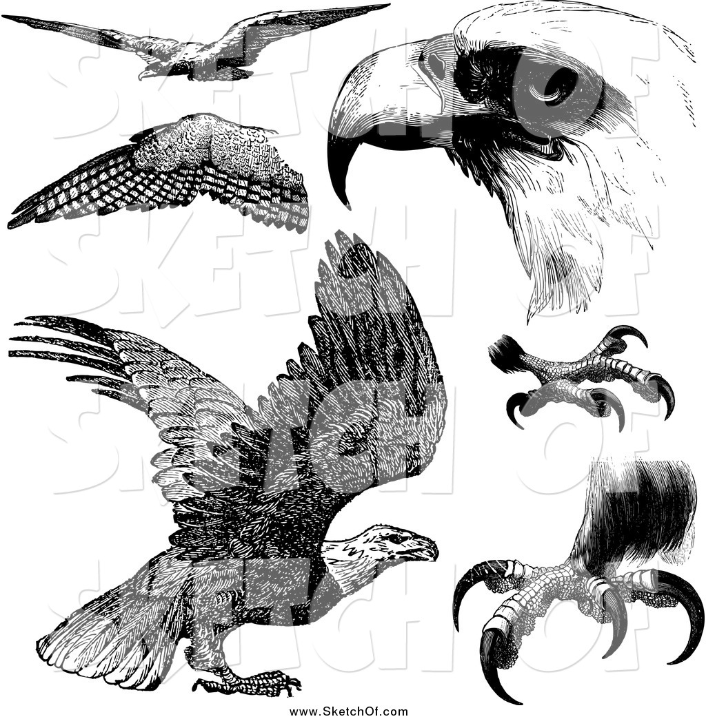1024x1044 Drawing Of Black And White Eagles And Eagle Parts - Black And White Eagle Drawing