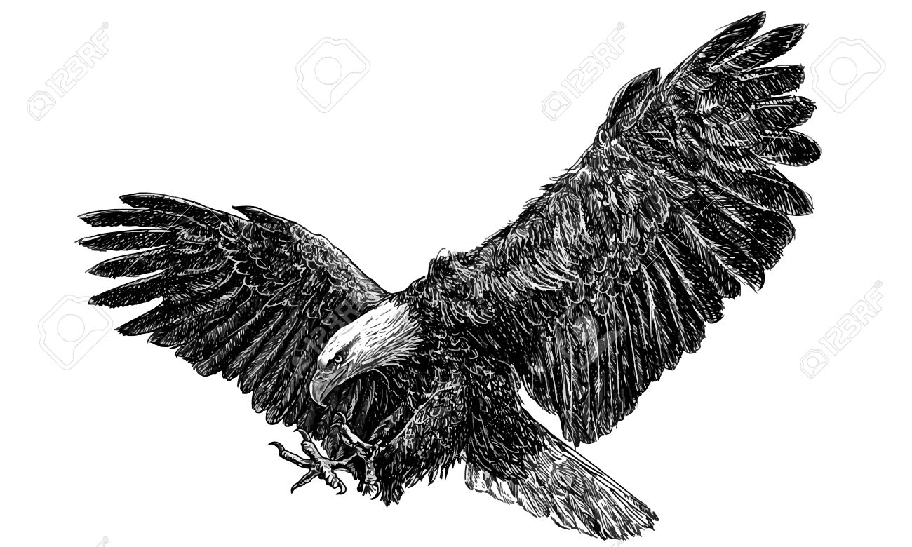 1300x780 Drawn Bald Eagle Black And White - Black And White Eagle Drawing