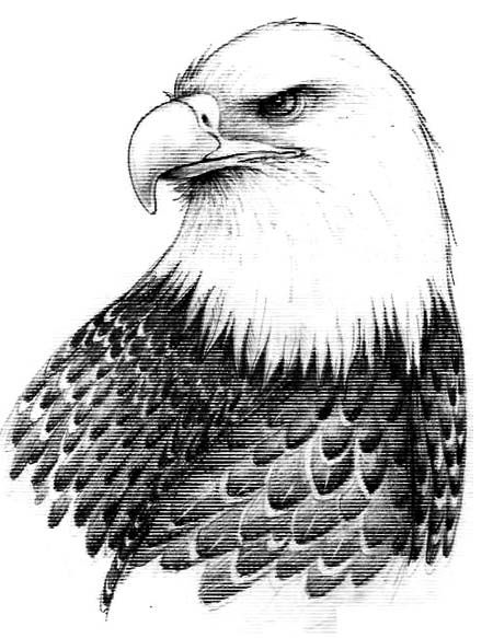 450x583 realistic eagle drawing bald eagle drawings, the big birds - Black And White Eagle Drawing