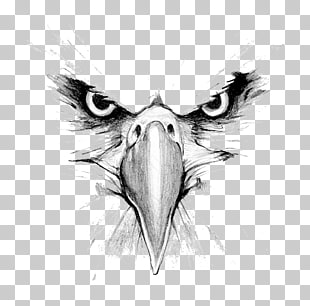 310x306 bald eagle drawing hawk mountain sanctuary golden eagle, eagle - Black And White Eagle Drawing