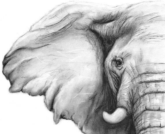 570x463 Elephant Charcoal Drawing Giclee Print - Black And White Elephant Drawing