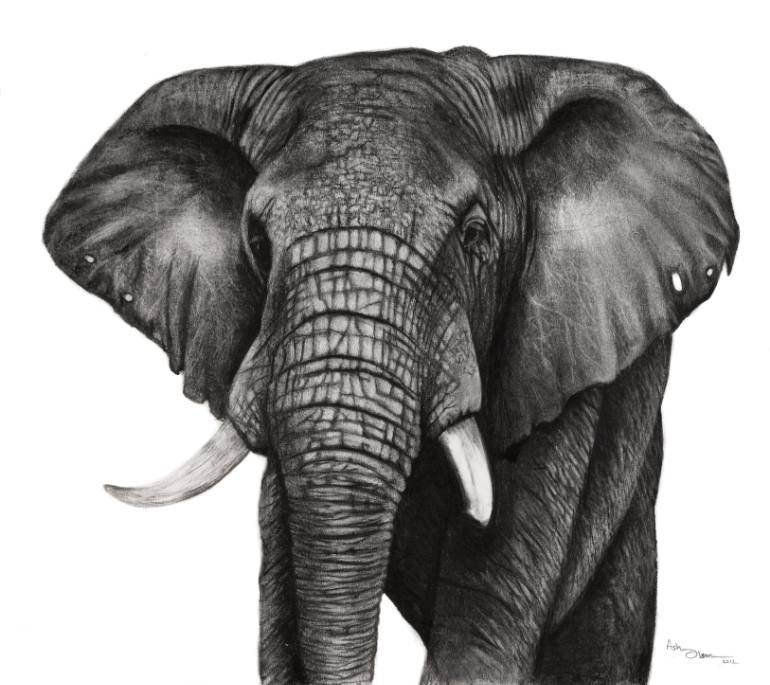 770x685 Elephant Drawing - Black And White Elephant Drawing