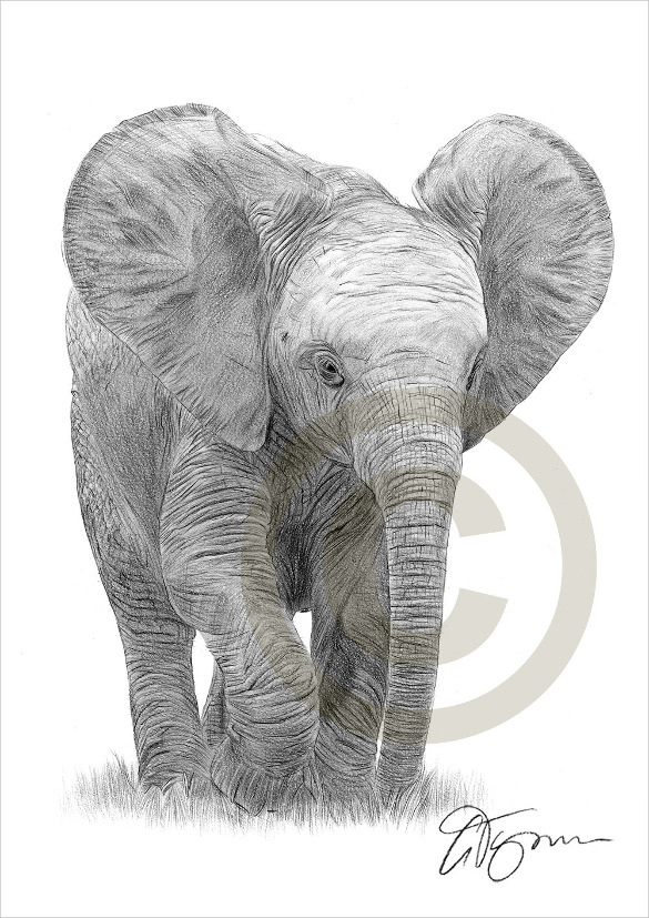 585x827 Elephant Drawings Free Printable, Png Format Download - Black And White Elephant Drawing