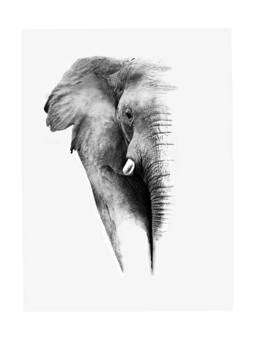 366x488 Artistic Black And White Elephant Posters - Black And White Elephant Drawing