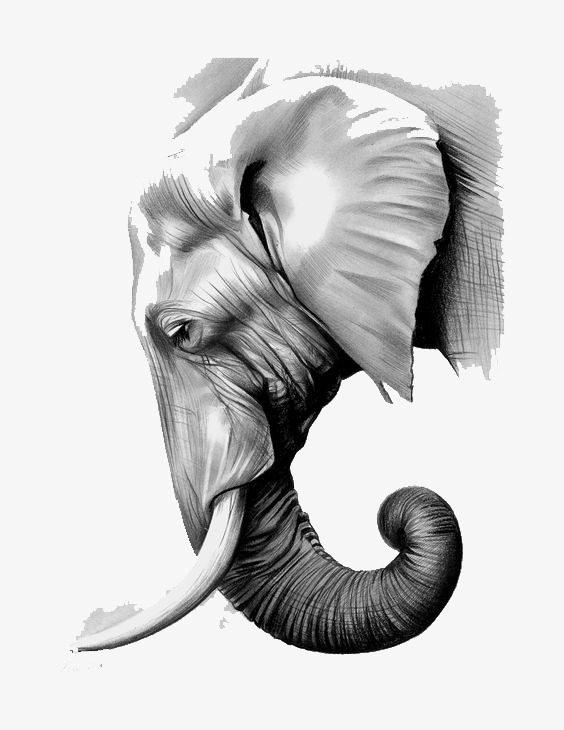 564x730 Sketch White Elephant, Elephant Clipart, White Elephant Png Image - Black And White Elephant Drawing