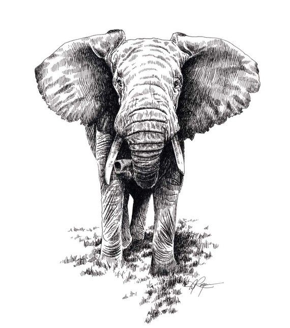 570x645 Black And White Elephant Drawing Trunk Up - Black And White Elephant Drawing