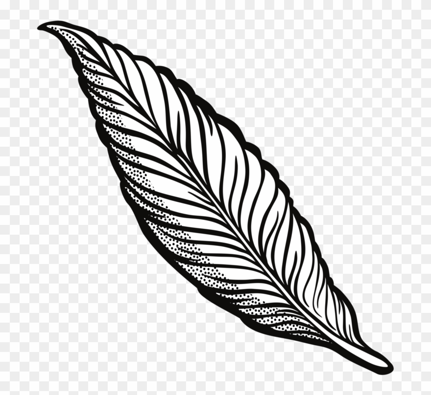 880x808 Feather Drawing Line Art Quill Cartoon - Black And White Feather Drawing