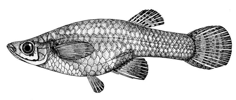 800x341 fish i freshwater fishes encyclopaedia iranica - Black And White Fish Drawing
