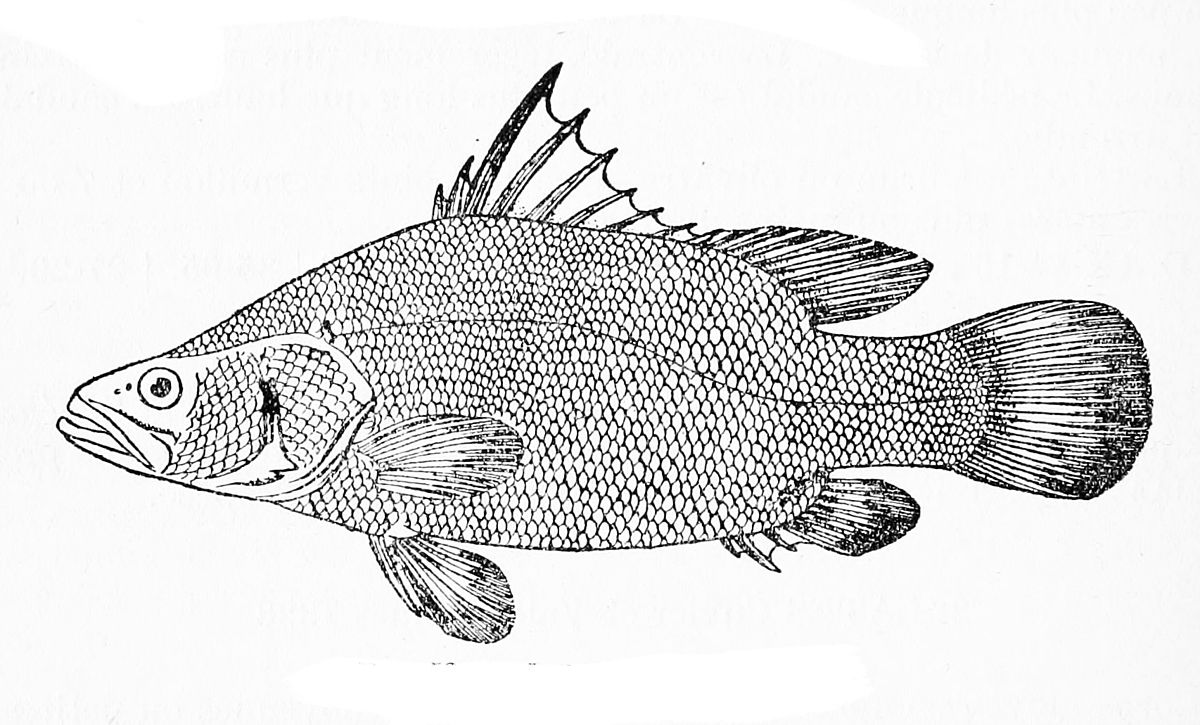 1200x725 nile perch - Black And White Fish Drawing