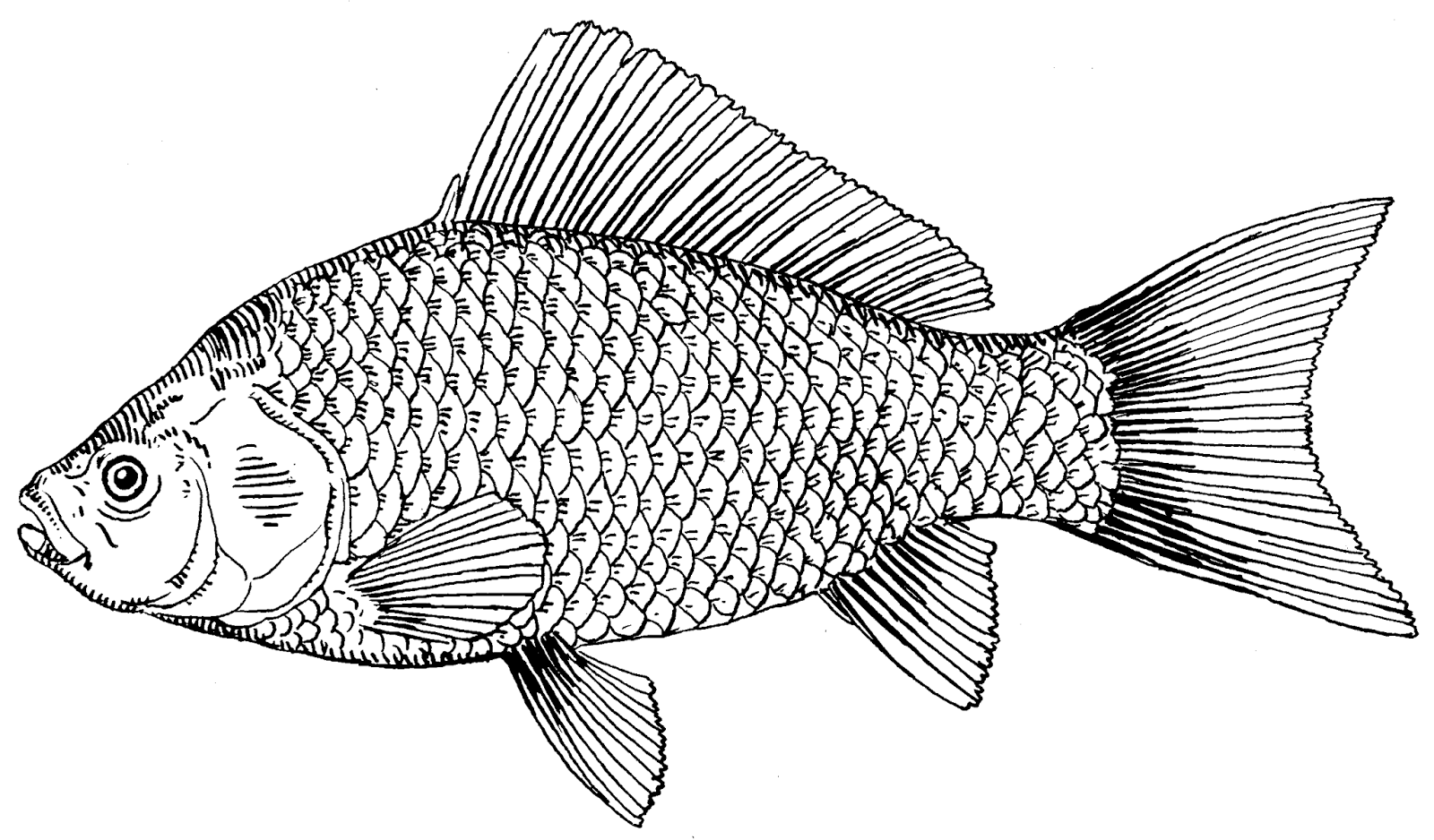 1600x938 Drawings - Black And White Fish Drawing