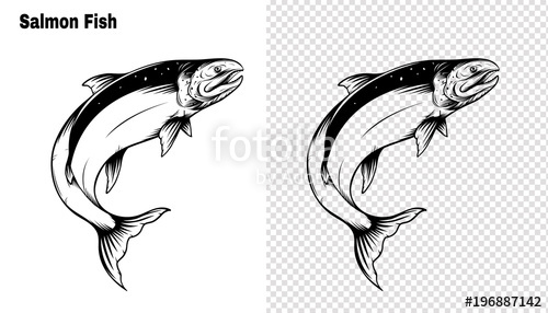 500x286 salmon art highly detailed in line art style fish vector - Black And White Fish Drawing