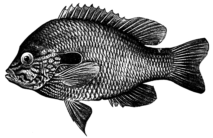 700x453 Copyright Free Fish Drawings - Black And White Fish Drawing