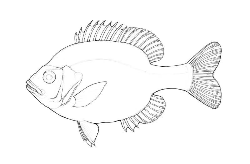 800x524 Draw A Fish Pen And Ink Drawing With Digital Painting - Black And White Fish Drawing