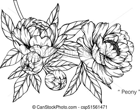 450x353 Peony Flower Drawing And Sketch With Black And White Line Art - Black And White Flower Drawing