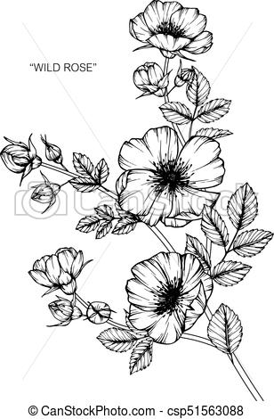 308x470 Wild Rose Flower Drawing And Sketch With Black And White Line Art - Black And White Flower Drawing