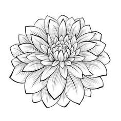 236x236 Black And White Flower Line Drawings - Black And White Flower Drawing