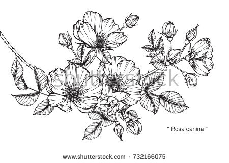 450x320 Black And White Flower Drawing Hand Drawing Sketch Rosa Canina - Black And White Flower Drawing